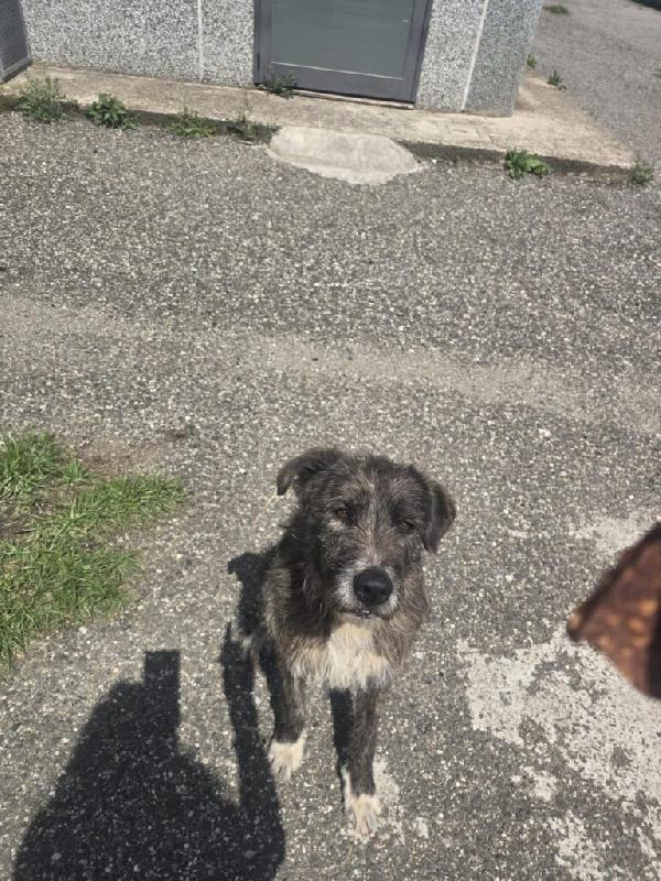 Balto - Maschio - Nato a Marzo 2024 - Meticcio simil Spinone - Taglia: Medio-Grande - Peso: 30 kg  Foto 5